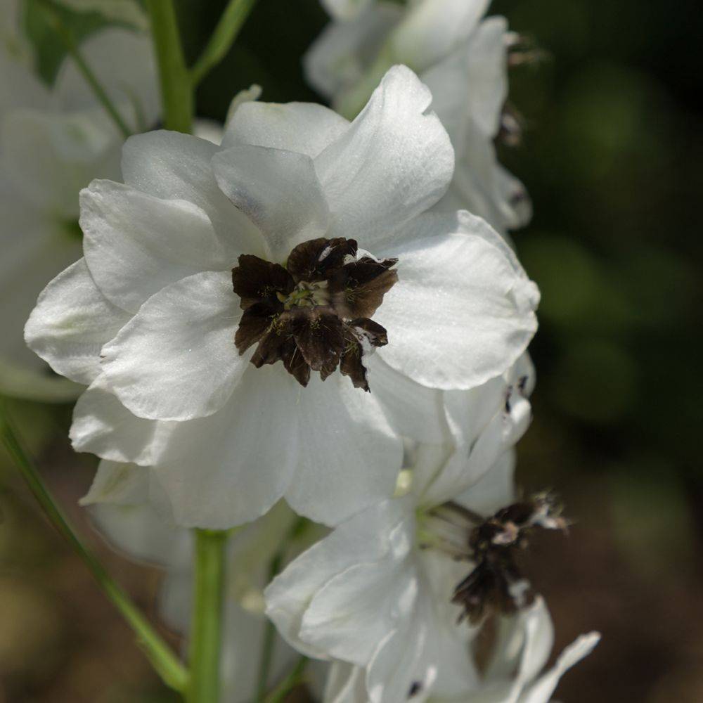 Delphinium hybride giant pacific percival - Image 1