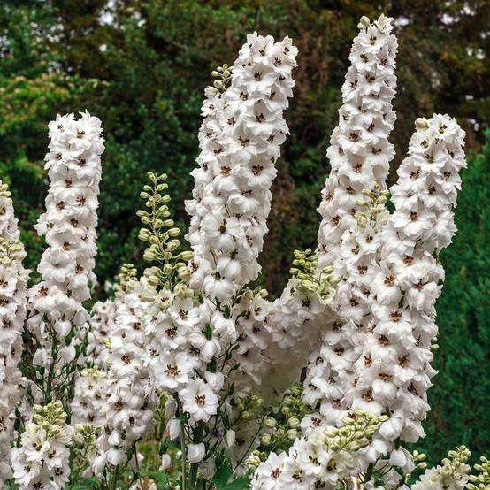 Delphinium hybride giant pacific percival - Image 2