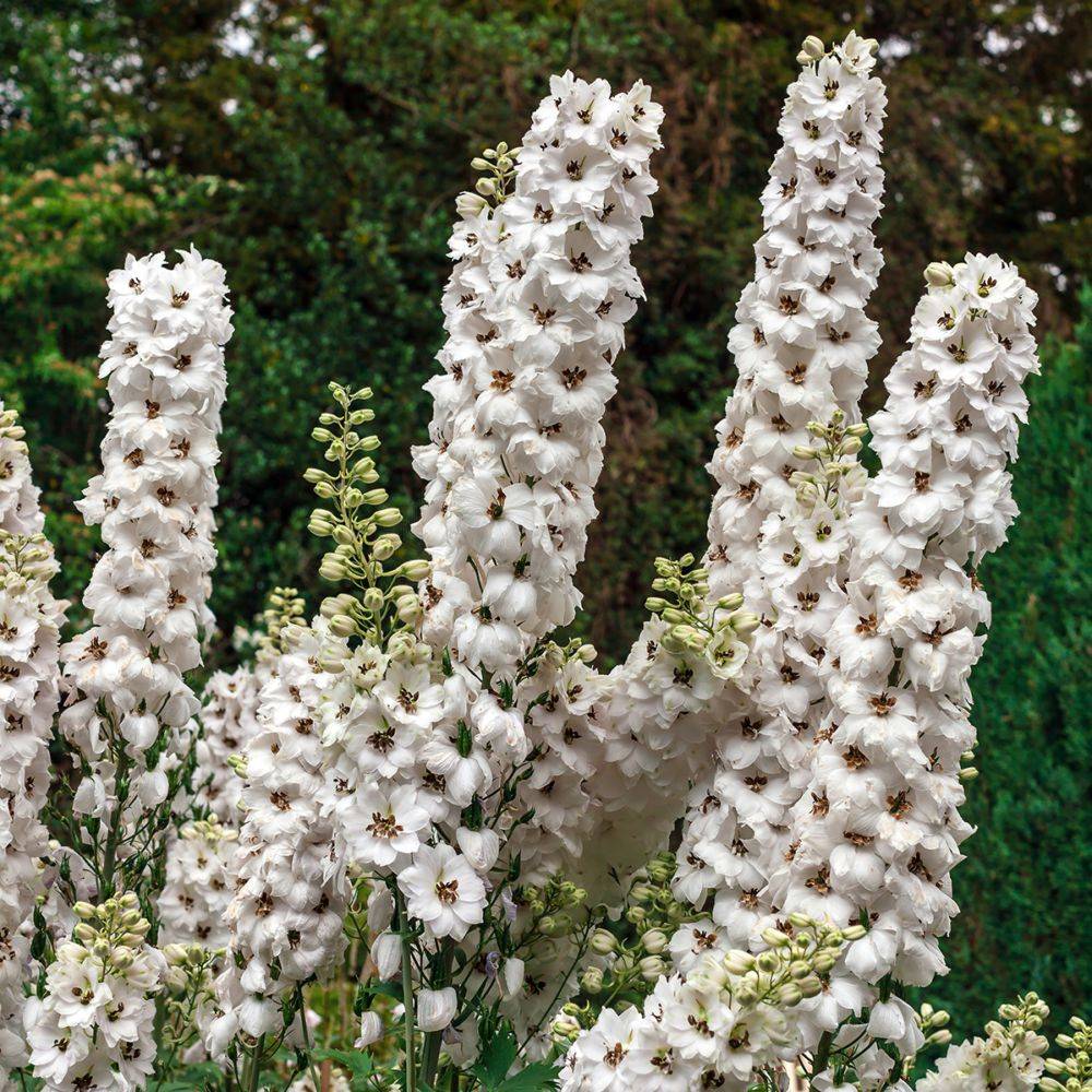 Delphinium hybride giant pacific percival - Image 2