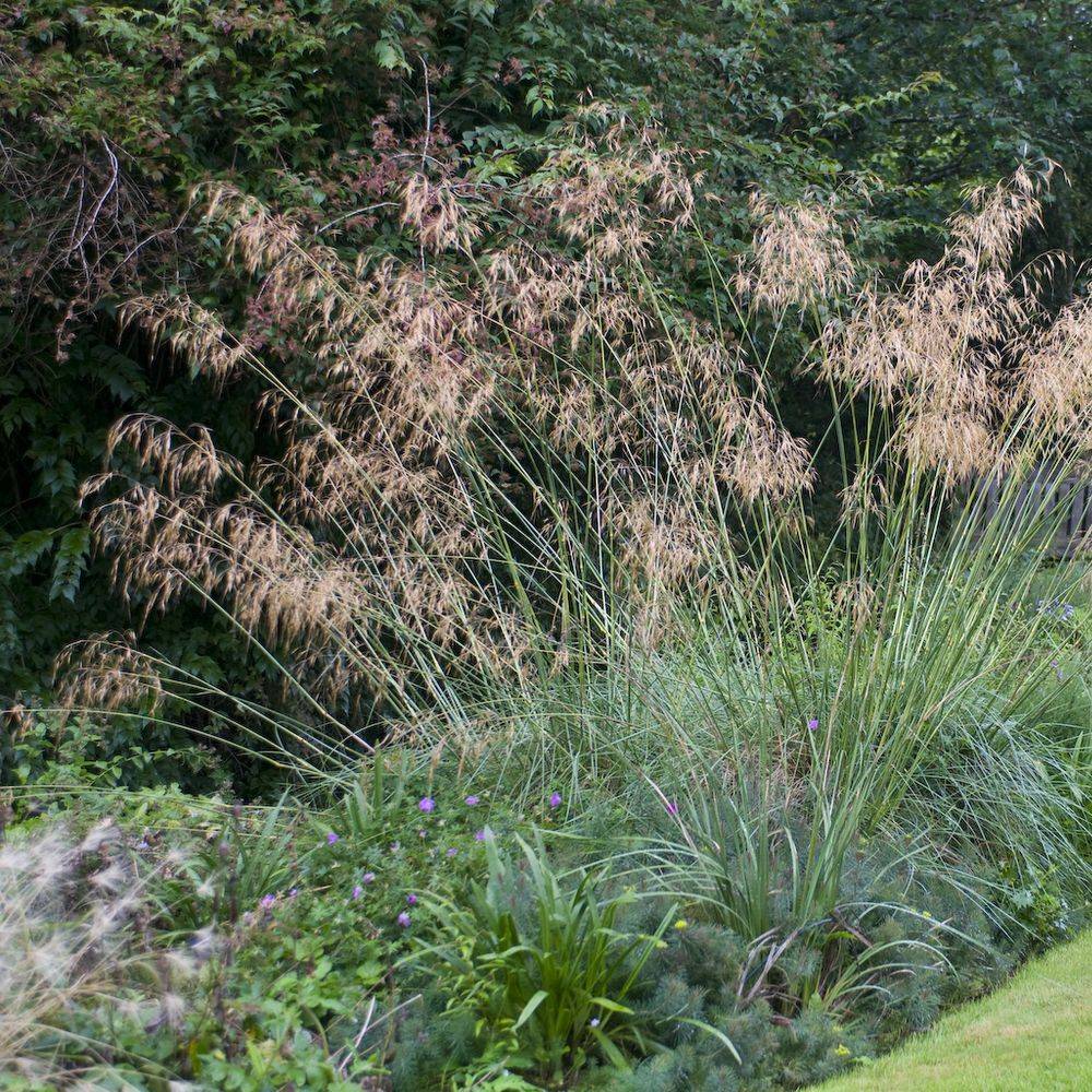 Deschampsia caespitosa - Image 1