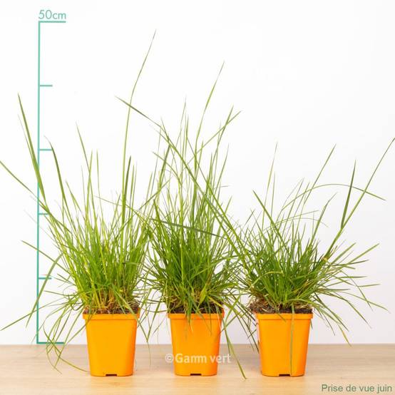 Deschampsia caespitosa - Image 2