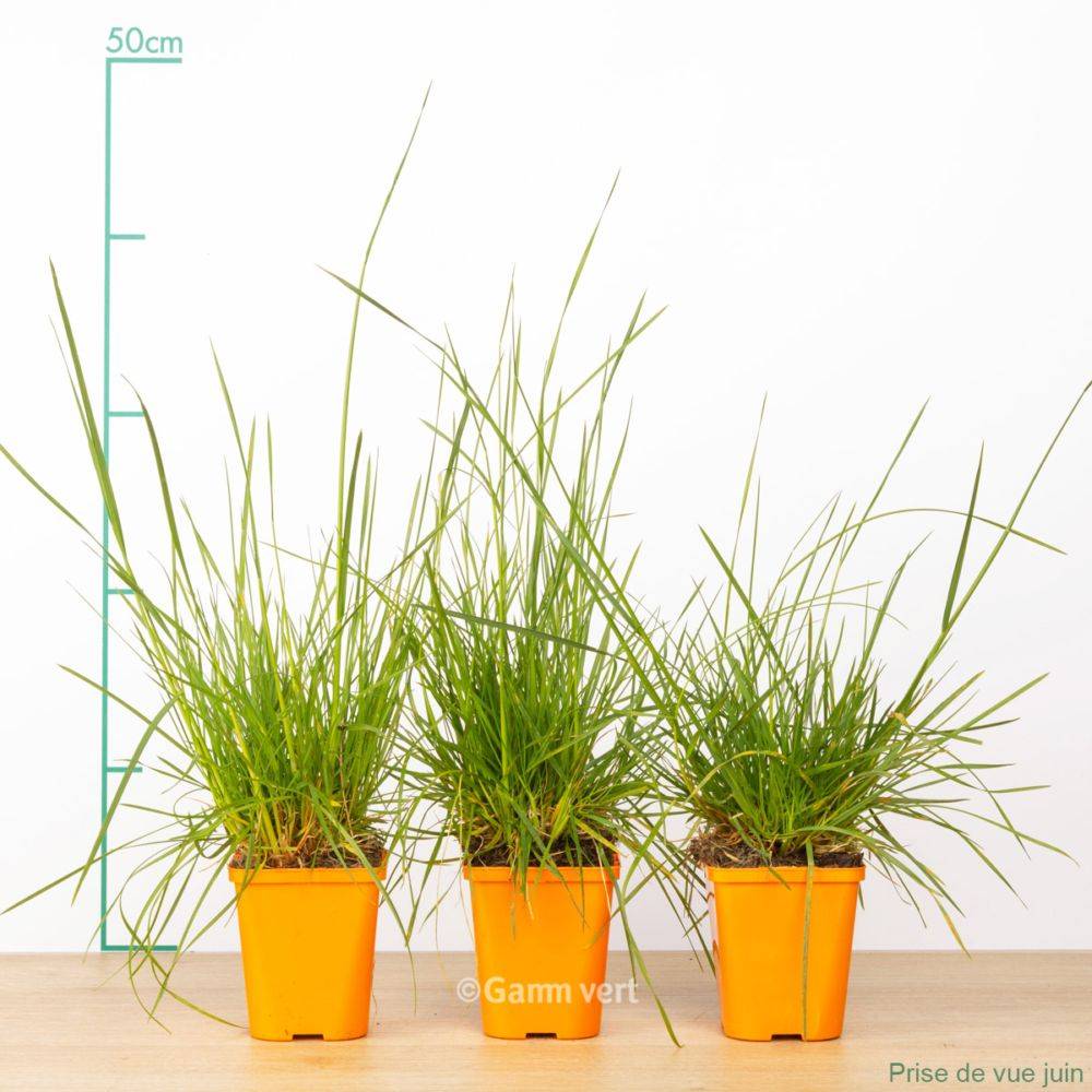Deschampsia caespitosa - Image 2