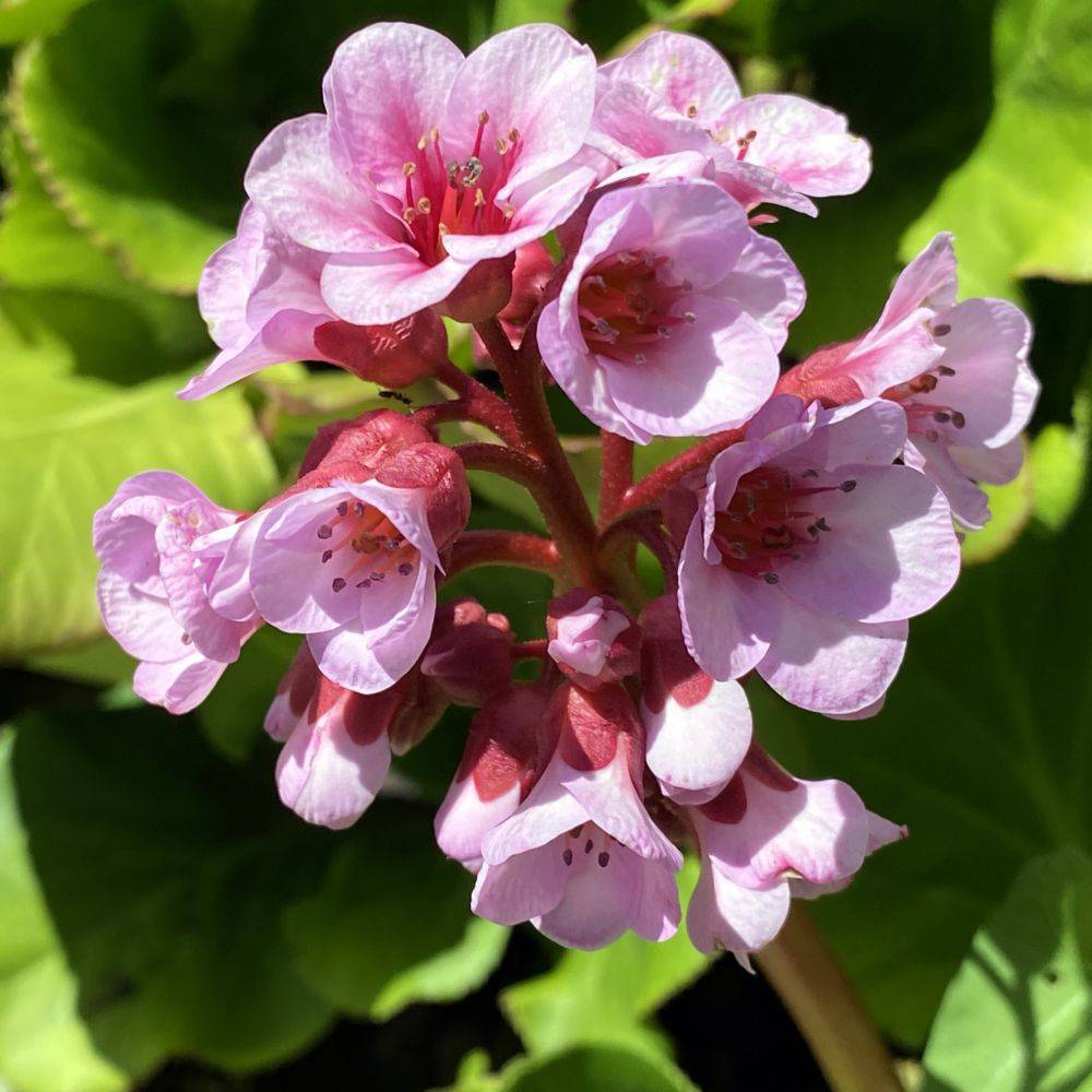 Bergenia Herbstblute - Image 2