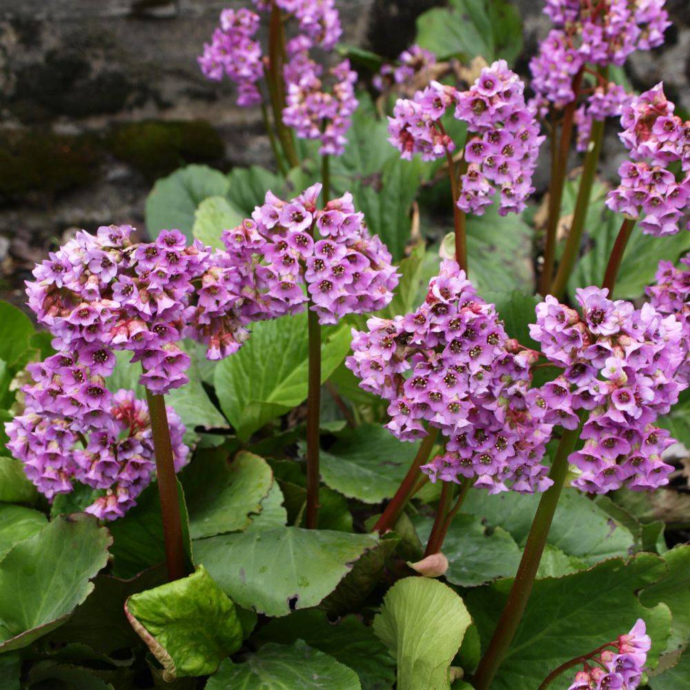 Bergenia Herbstblute