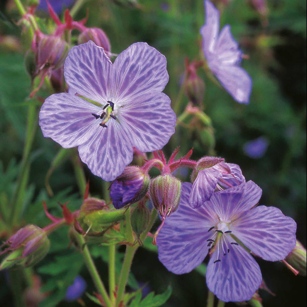 Géranium vivace pratense Mrs Kendall Clark - GODET 7CM - Gamm vert