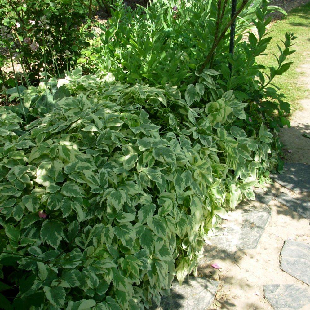 Aegopodium podagraria variegatum lot de 3 - Image 3