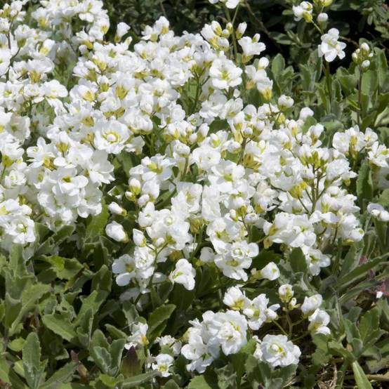 Arabette du caucase blanc double lot de 3