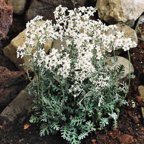 Achillée couvre-sol blanche - Achillea umbellata lot de 3 - Image 2