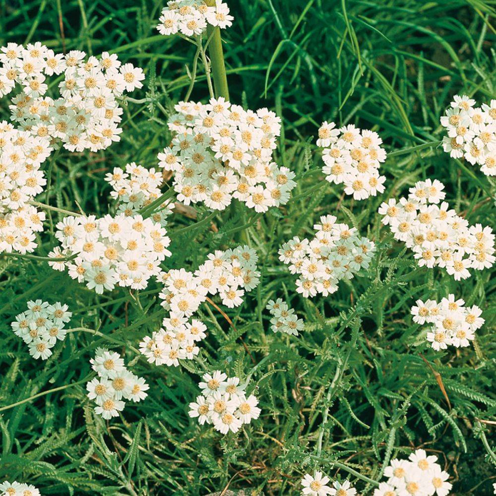 Achillée couvre-sol blanche - Achillea umbellata lot de 3