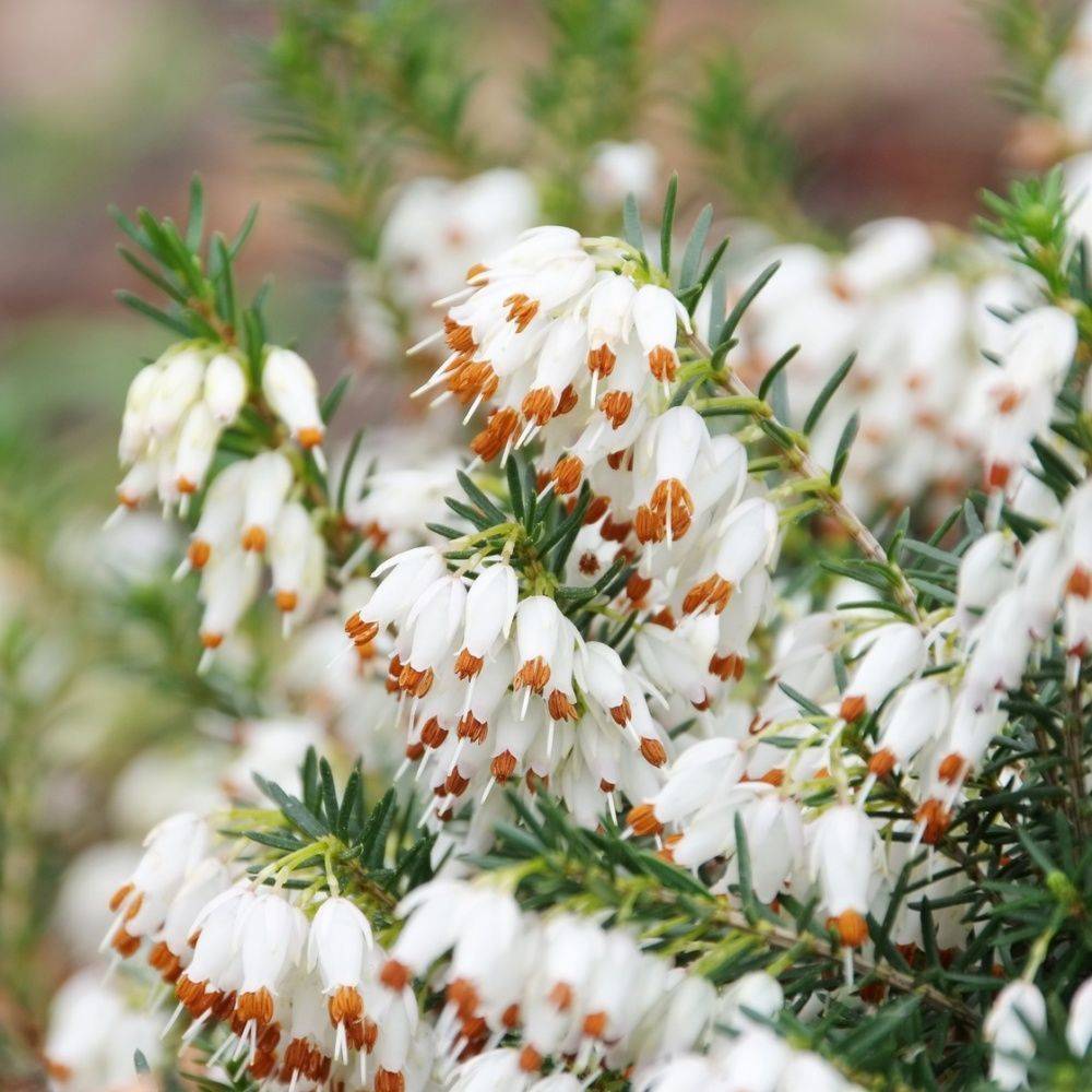 ERICA darleyensis White Perfection' en pot de 5 litres rond carré
