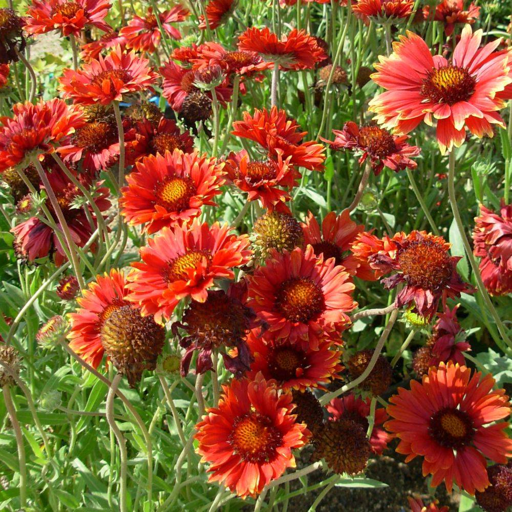 Gaillarde 'Bourgogne' lot de 3 - Image 1