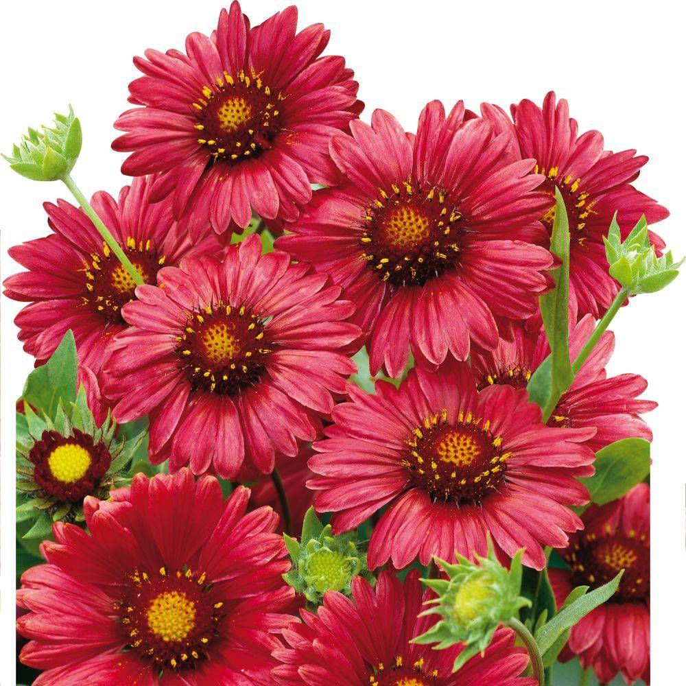 Gaillarde 'Bourgogne' lot de 3 - Image 2