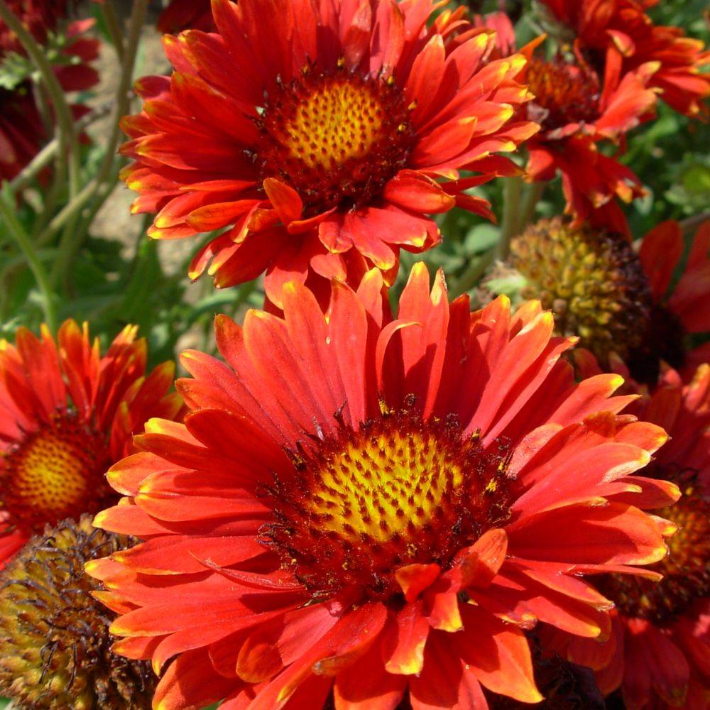 Gaillarde 'Bourgogne' lot de 3 - Image 3