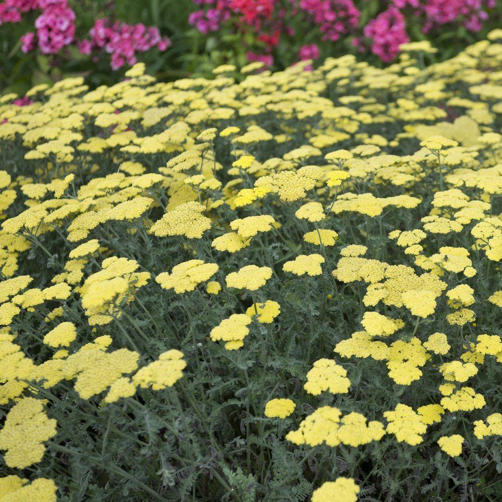 Achillea tomentosa aurea lot de 3 - Image 2