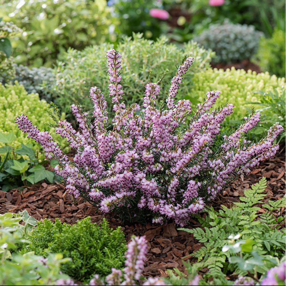 ERICA darleyensis 'Darley Dale' en pot de 3 litres rond carré - Image 5