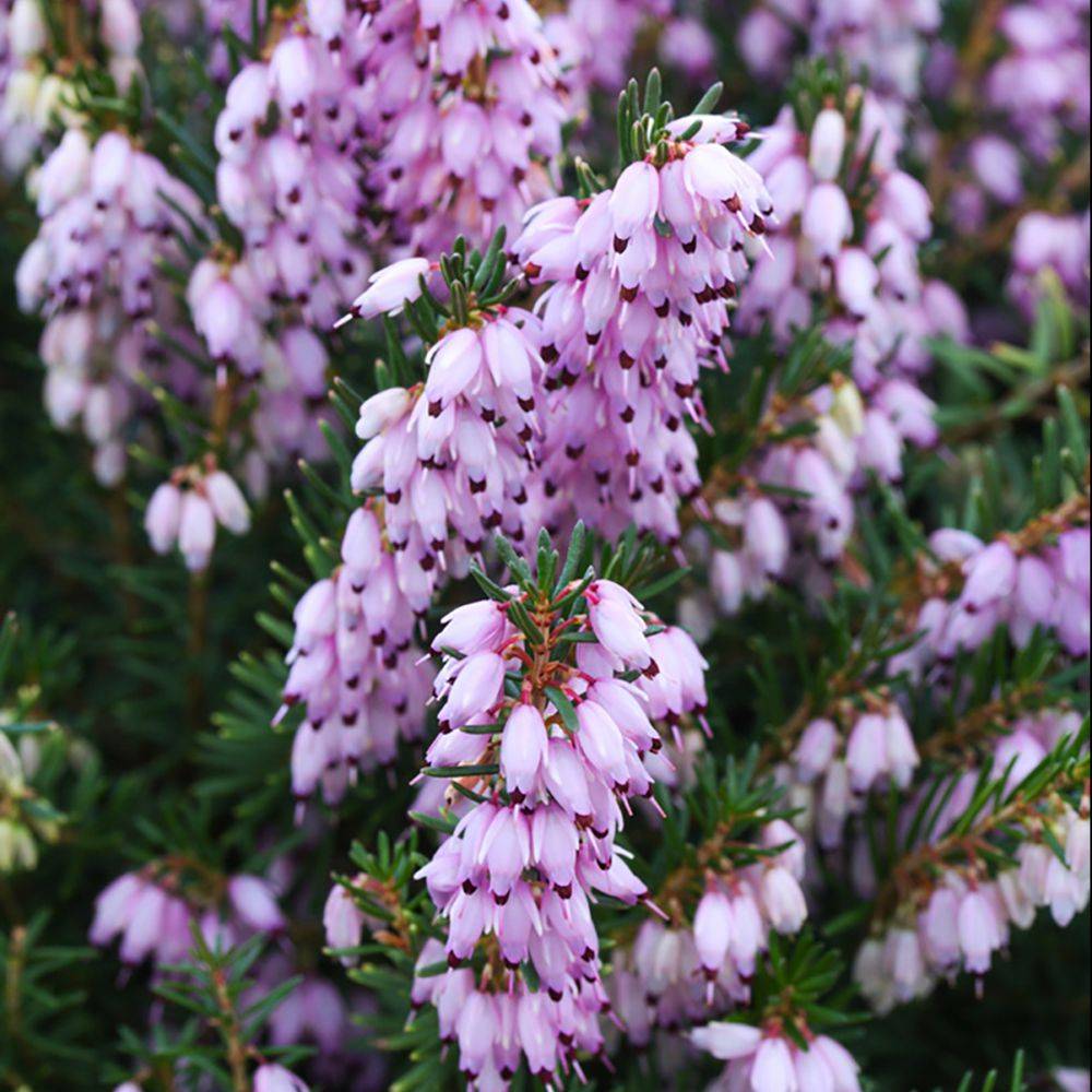 ERICA darleyensis 'Darley Dale' en pot de 3 litres rond carré - Image 2