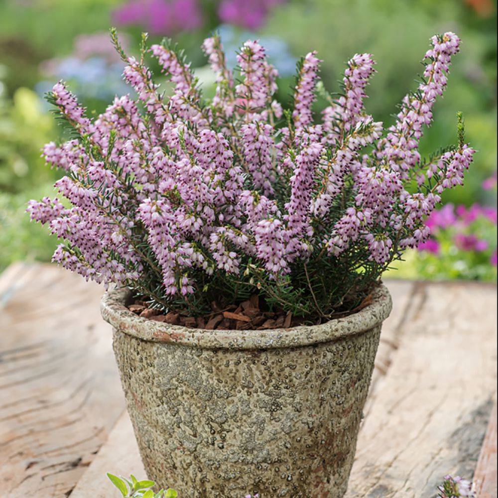 ERICA darleyensis 'Darley Dale' en pot de 3 litres rond carré - Image 3