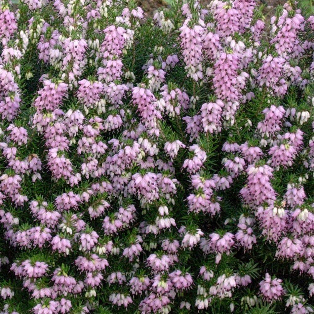 ERICA darleyensis 'Darley Dale' en pot de 3 litres rond carré - Image 1