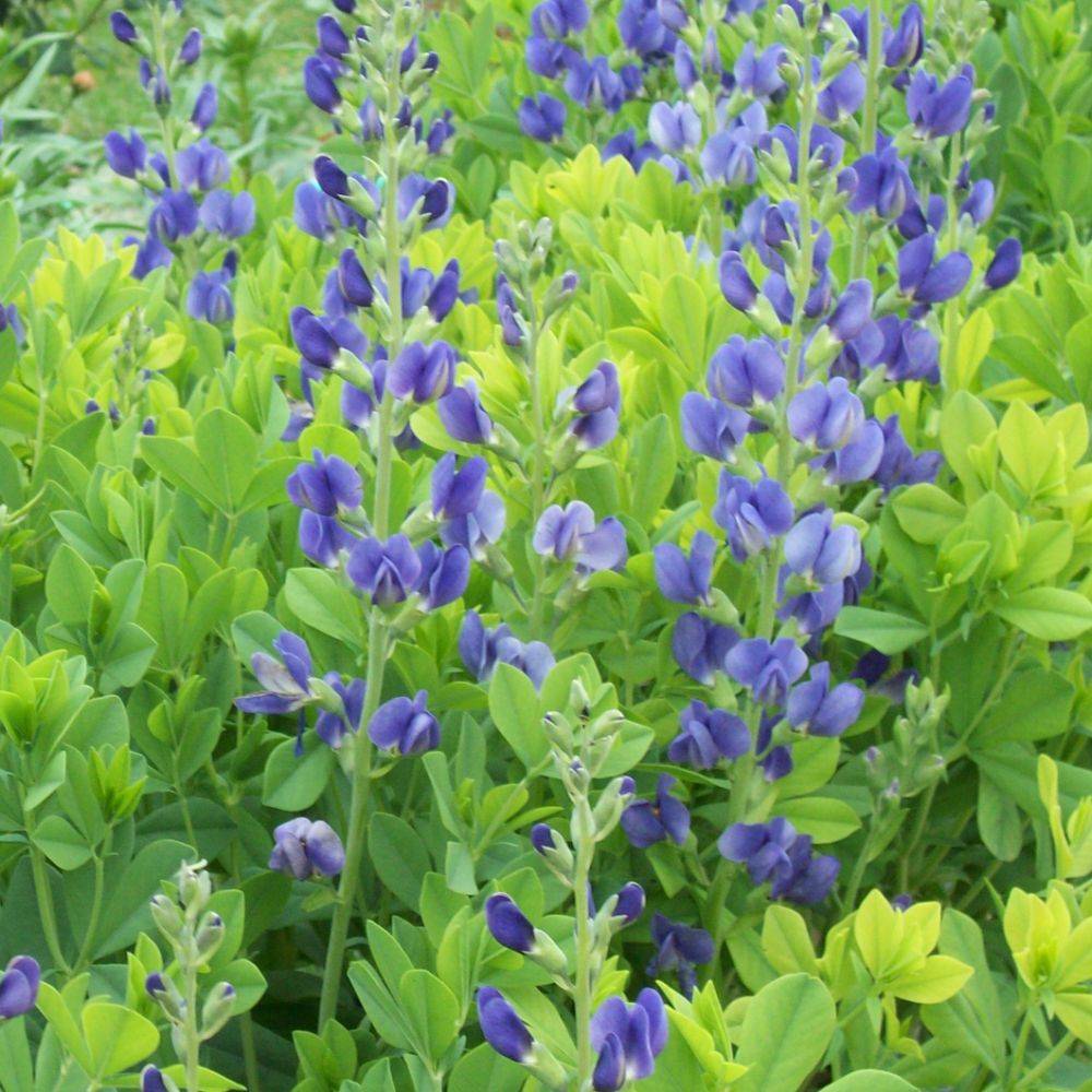 Baptisia australis