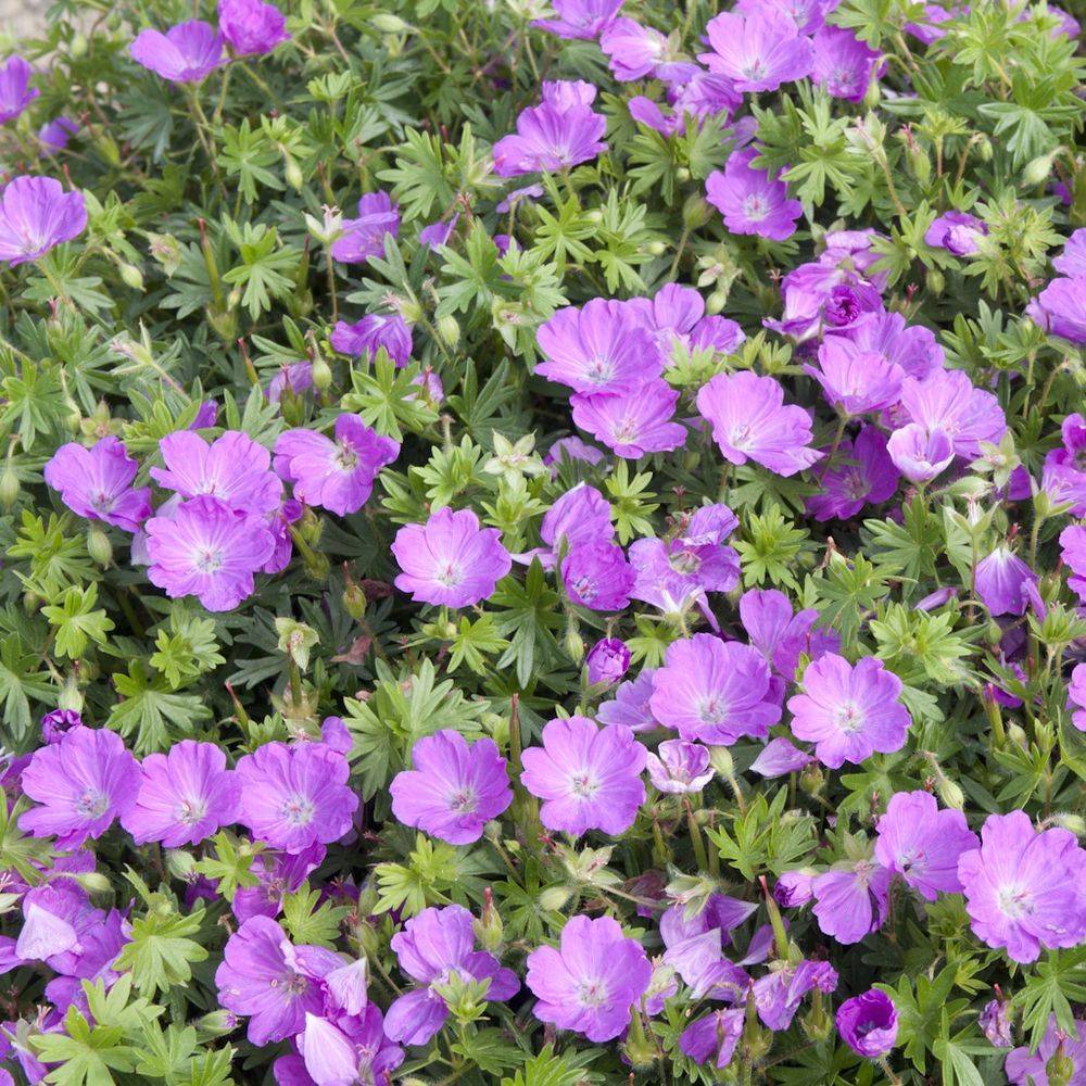 Géranium sanguineum 'Lancastriense Rouge' lot de 3