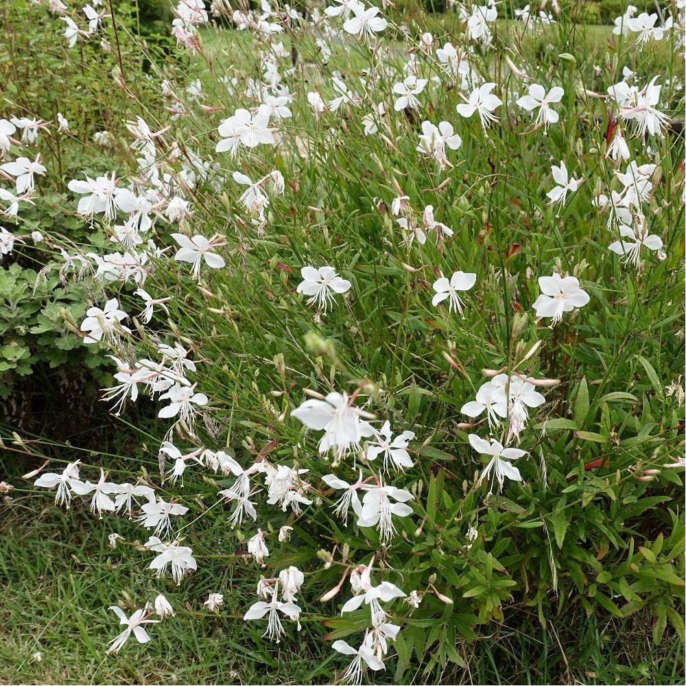 Gaura lindheimeri blanc lot de 3 - Image 5