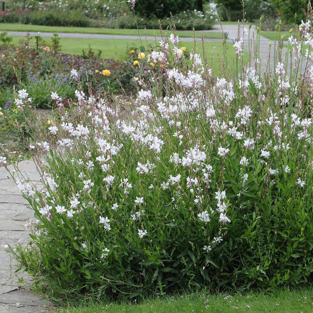 Gaura lindheimeri blanc lot de 3 - Image 6