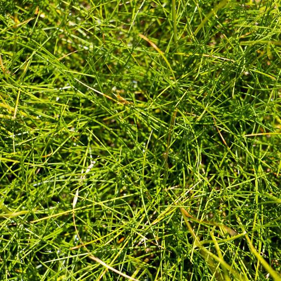 Graminée - Festuca scoparia lot de 3 - Image 2