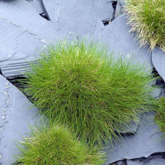 Graminée - Festuca scoparia lot de 3 - Image 1