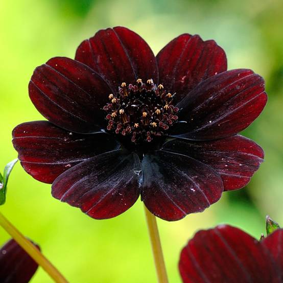 Cosmos atrosanguineus Chocamocha ® - Image 2