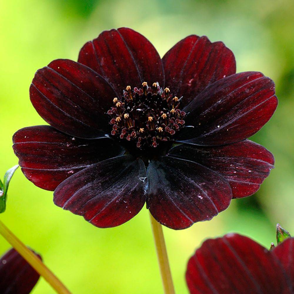 Cosmos atrosanguineus Chocamocha ® - Image 2
