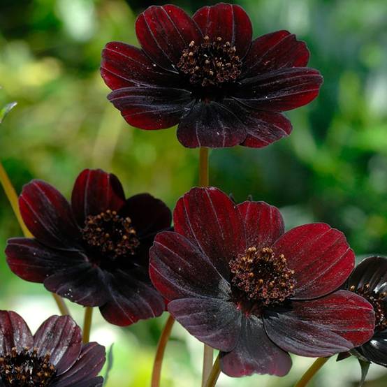 Cosmos atrosanguineus Chocamocha ® - Image 4