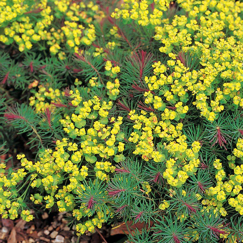 Euphorbe Clarice Howard - Euphorbia cyparissias lot de 3 - Image 2