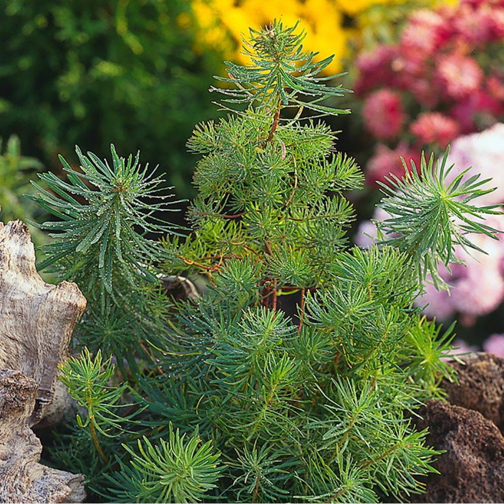 Euphorbe Clarice Howard - Euphorbia cyparissias lot de 3 - Image 1