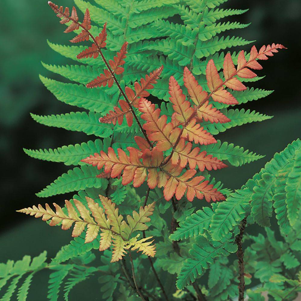 Fougère rose -  Dryopteris erythrosora - Image 2
