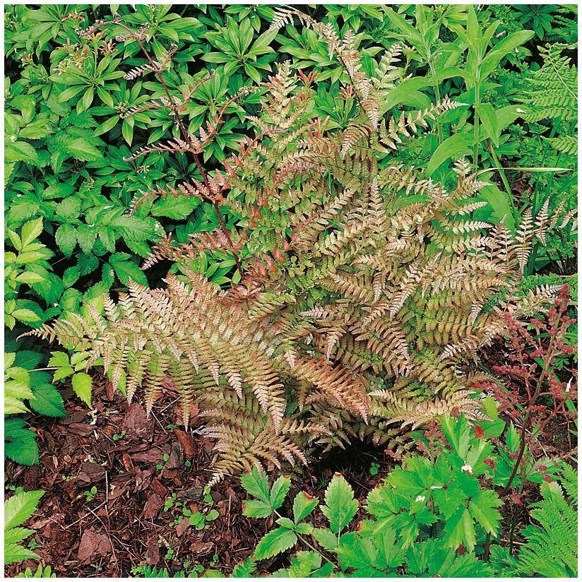 Fougère rose -  Dryopteris erythrosora - Image 3