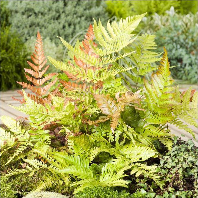 Fougère rose -  Dryopteris erythrosora - Image 4