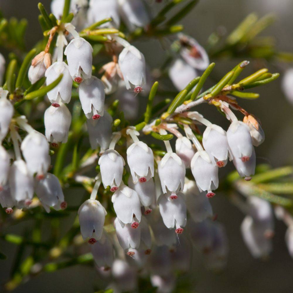 ERICA arborea 'Pink Joy' en pot de 7.5 litres - Image 1