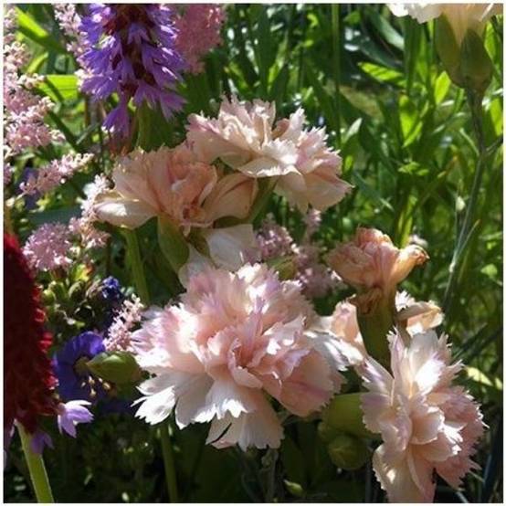 Oeillet anglais 'Devon Cream'