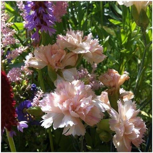 Oeillet anglais 'Devon Cream'