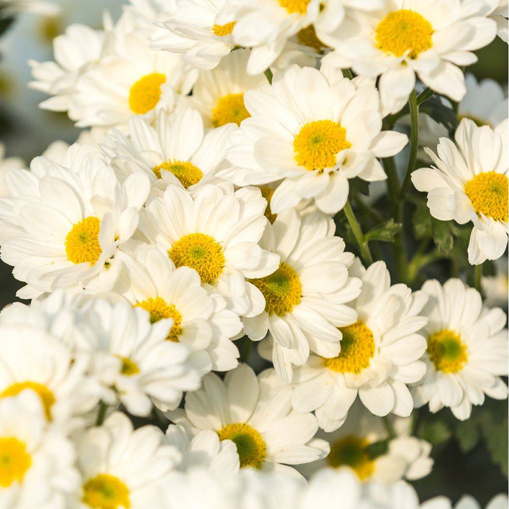 Chrysanthème de jardin blanc