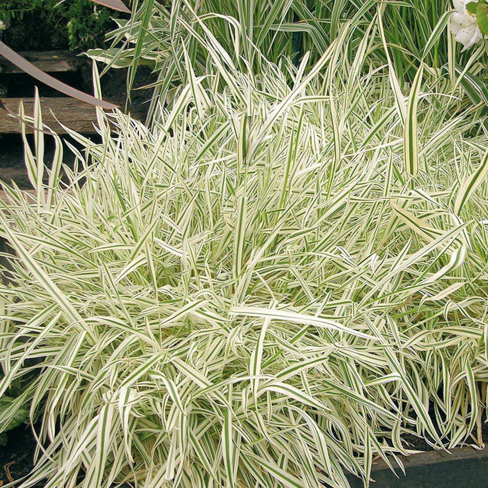 Holcus mollis albovariegatus