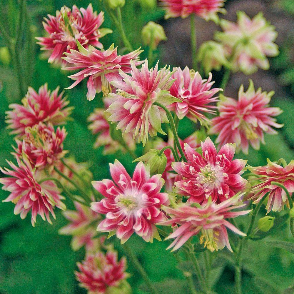Ancolie double 'Nora Barlow'
