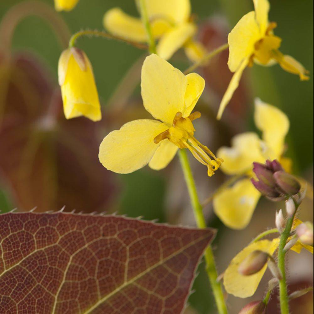 Epimedium Frohnleiten - Fleur des elfes jaune citron - Image 3