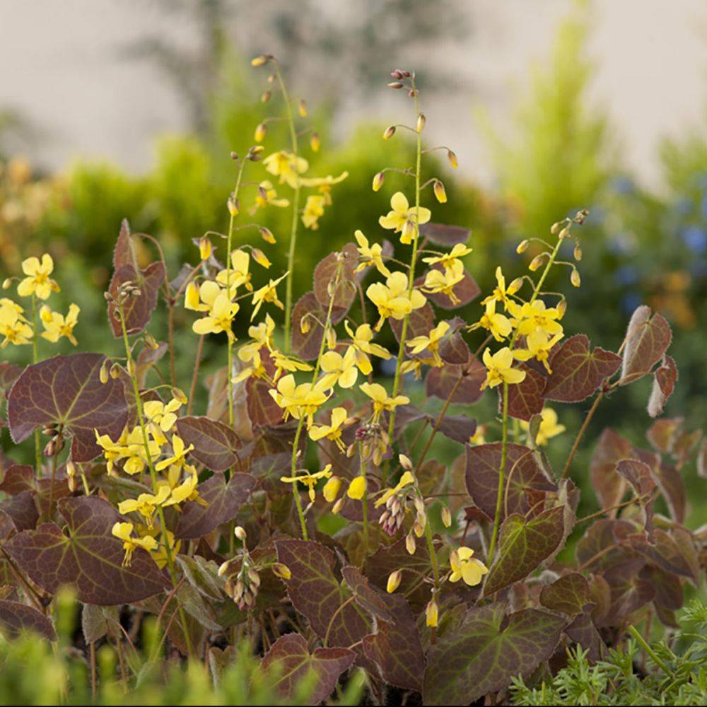 Epimedium Frohnleiten - Fleur des elfes jaune citron - Image 1