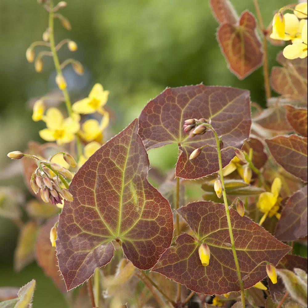 Epimedium Frohnleiten - Fleur des elfes jaune citron - Image 2