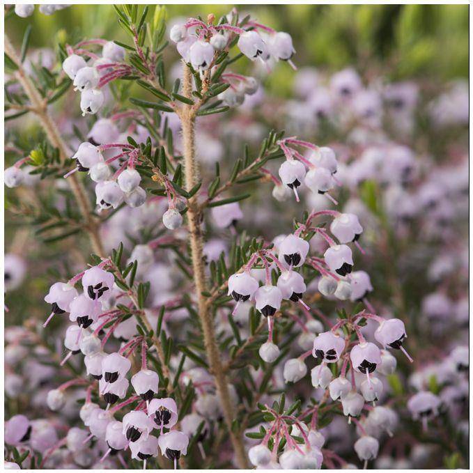 ERICA canaliculata en pot de 4 litres rond carré - Image 2