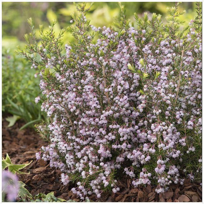 ERICA canaliculata en pot de 4 litres rond carré - Image 1