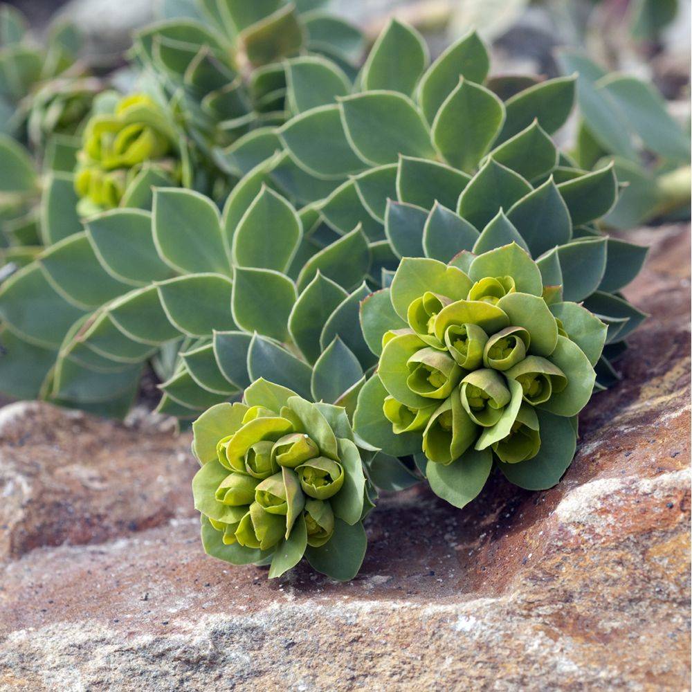 Euphorbe de Corse - Euphorbia myrsinites lot de 3 - Image 4