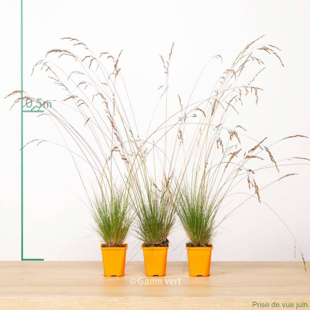 Festuca amethystina - Image 5