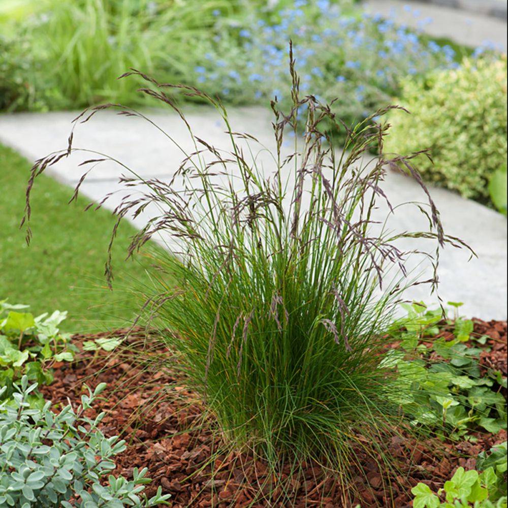 Festuca amethystina - Image 3